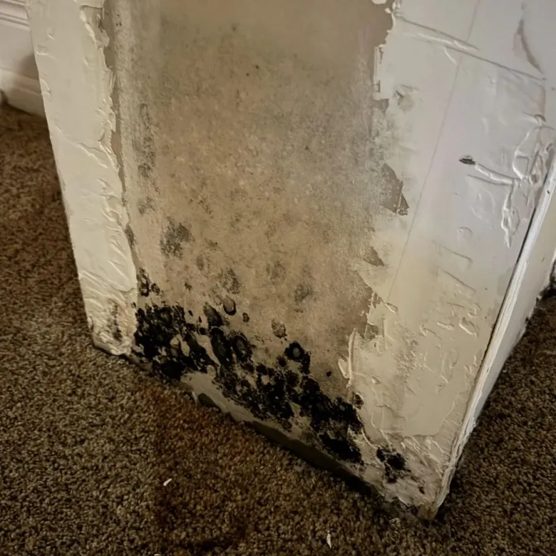 Professional Mold Removal in Raeford, NC